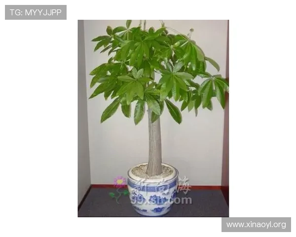 澳门永利发财树:打造幸运与繁荣的绿色吉祥物